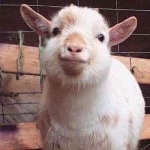 Meet your Posher, Edgar